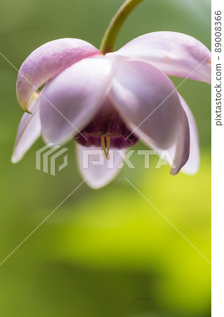 Renge goshoma 89008366