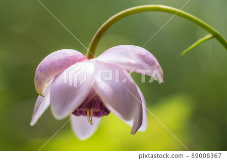 Renge goshoma 89008367