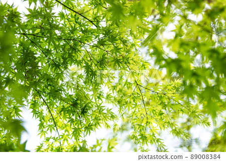 Image of beautiful fresh green maple and sunlight 89008384
