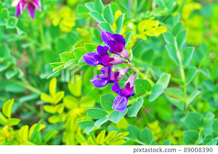 Blue-purple beach pea flowers (spring, April) 89008390