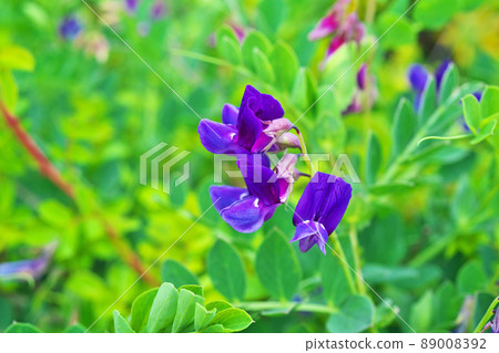 Blue-purple beach pea flowers (spring, April) 89008392