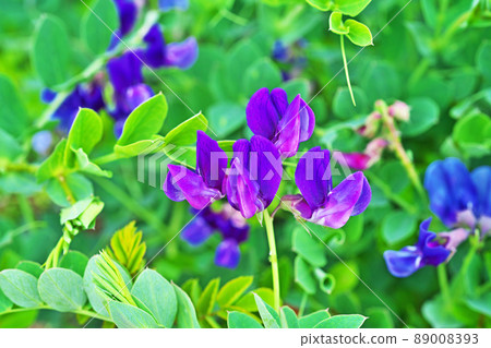 Blue-purple beach pea flowers (spring, April) 89008393