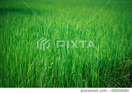 Nature of rice field on rice paddy 89008680