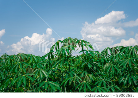 Nature of sweet potatoes plantation, yam farming Nature of sweet potatoes plantation, yam farming 89008683