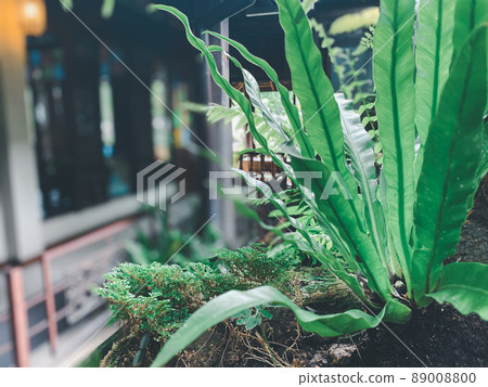 Greenery background of nature plant and leaf Greenery background of nature plant and leaf 89008800