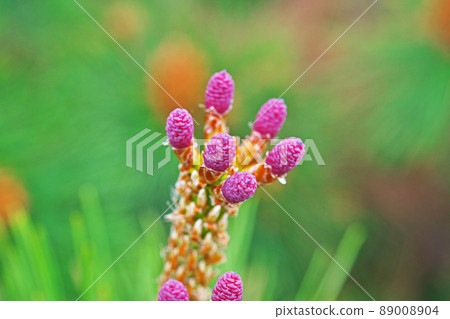 Female flower of red pine (spring, April) Female flower of red pine (spring, April) 89008904