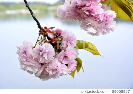 Peony cherry blossoms on the shores of Lake Senbacho, Mito City, Ibaraki Prefecture 89008997