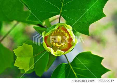 Yellow tulip tree flowers (spring, April) 89009017