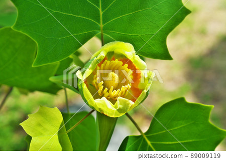 Yellow tulip tree flowers seen from above (spring, April) Yellow tulip tree flowers seen from above (spring, April) 89009119
