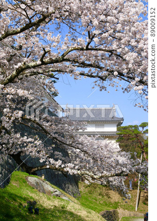 春天Kasumigajo公園（日本松島市福島縣） 89009152