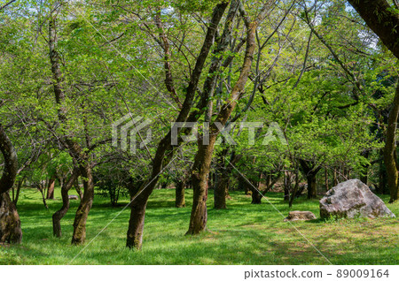 Trees in Ojigaoka Park 89009164