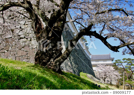 Spring Kasumigajo Park (Fukushima Prefecture, Nihonmatsu City) 89009177