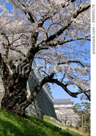 Spring Kasumigajo Park (Fukushima Prefecture, Nihonmatsu City) 89009178