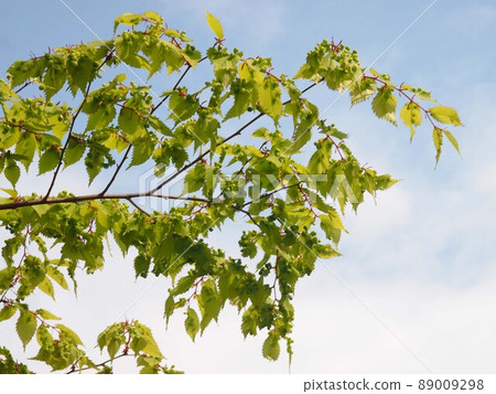 葉子上有癭的公園癭(Zelkova 蚜蟲) 葉子上有癭的公園癭(Zelkova 蚜蟲) 89009298