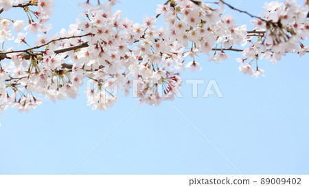 Cherry blossoms and blue sky Cherry blossoms and blue sky 89009402