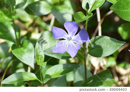 Purple periwinkle 89009403