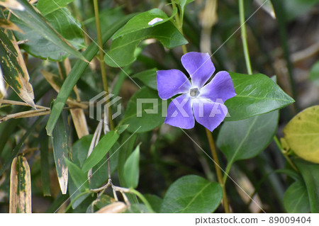 Purple periwinkle 89009404