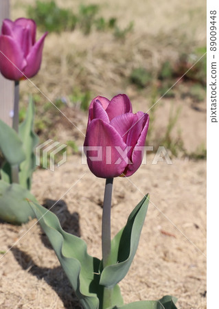 Purple tulip flowers blooming in the spring garden of Japan Purple tulip flowers blooming in the spring garden of Japan 89009448