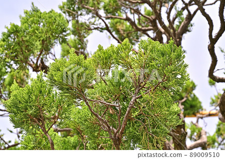 Trees: Kazuki Buchi Hinoki 89009510