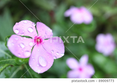 Light pink flower of Old Maid blooming. Light pink flower of Old Maid blooming. 89009773