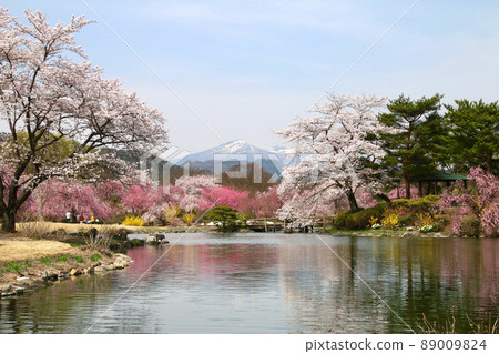 Cherry tree in green water (Koriyama City, Fukushima Prefecture) Cherry tree in green water (Koriyama City, Fukushima Prefecture) 89009824
