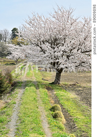 Minuma稻田:農道耕地 Minuma稻田:農道耕地 89009898