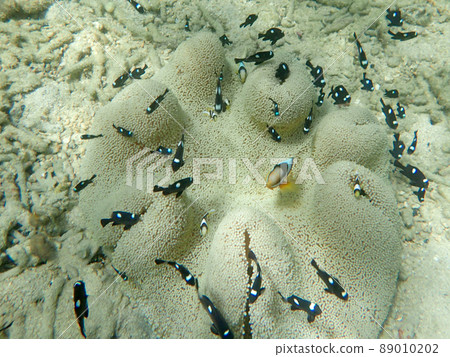 Fluffy house of anemone and threespot dascyllus Fluffy house of anemone and threespot dascyllus 89010202