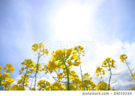 油菜花，太陽，藍天，雲 89010284
