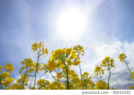 Rape blossoms, sun, blue sky, clouds Rape blossoms, sun, blue sky, clouds 89010285