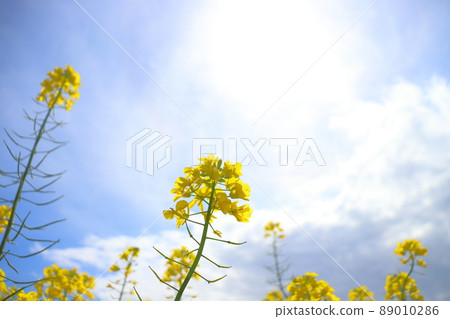 Rape blossoms, sun, blue sky, clouds Rape blossoms, sun, blue sky, clouds 89010286