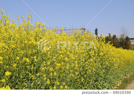 日本春天花園裡盛開的黃色油菜花 89010390