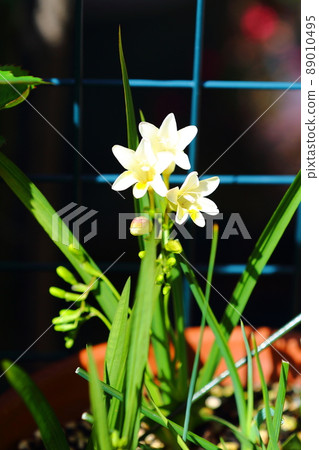 小蒼蘭花 小蒼蘭花 89010495
