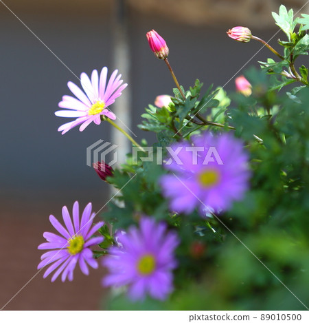 Daisy's flower Daisy's flower 89010500