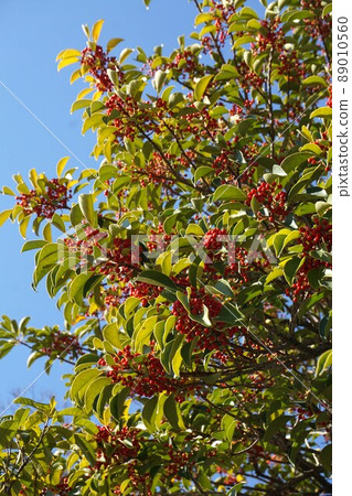 帶紅色果實的冬青樹 89010560