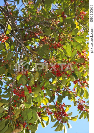 帶紅色果實的冬青樹 89010565
