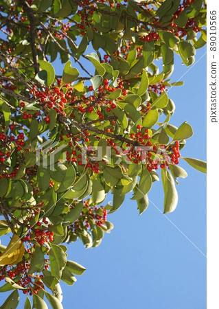 Ilex rotunda tree with red fruits 89010566