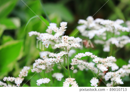 Red-crowned crane flower 89010713