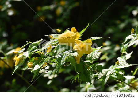 黃色山吹花 黃色山吹花 89010832