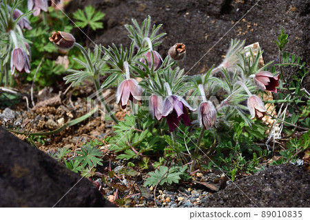 蚱蜢(Okinagusa) 蚱蜢(Okinagusa) 89010835