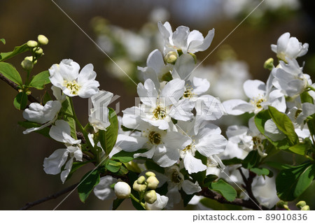 Riki李子(Rearburui) Riki李子(Rearburui) 89010836