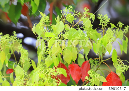 Camphor tree flowers and red autumn leaves 89010847