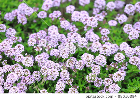 Full bloom time (Garden Thyme) 89010884