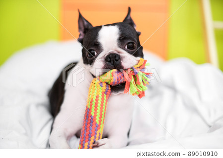 Funny Boston Terrier is playing with a colored toy on the bed in the bedroom at home. The dog is happy and contented Funny Boston Terrier is playing with a colored toy on the bed in the bedroom at home. The dog is happy and contented 89010910
