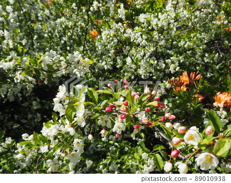 Ezonokoringo flowers 89010938