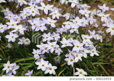 Ipheion uniflora (Allioideae, Ipheion 屬) 89010959