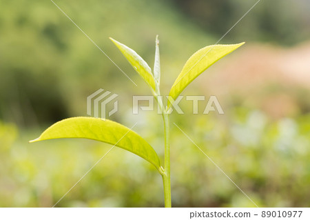 Top tea leaves, natural products, are ingredients in making beverages. Selected fresh tea leaves in tea plantations Top tea leaves, natural products, are ingredients in making beverages. Selected fresh tea leaves in tea plantations 89010977