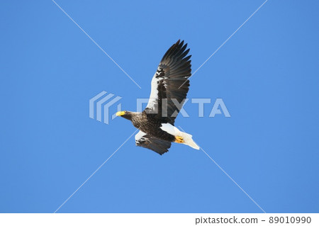 Steller's sea eagle flying in the sky (Sarufutsu village) Steller's sea eagle flying in the sky (Sarufutsu village) 89010990