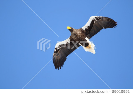 Steller's sea eagle flying in the sky (Sarufutsu village) Steller's sea eagle flying in the sky (Sarufutsu village) 89010991