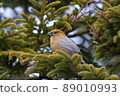 Pine grosbeak ♀ (Horonobe Town) 89010993