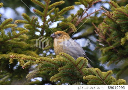 Pine grosbeak ♀ (Horonobe Town) Pine grosbeak ♀ (Horonobe Town) 89010993